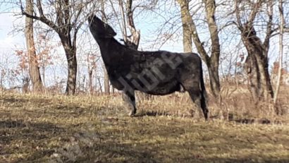 [AUDIO-FOTO] Vitele de Angus tot mai prezente în fermele crescătorilor de animale din Caraş-Severin