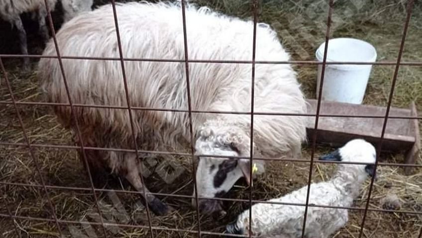 Semne bune anul are. Iarna blândă a făcut ca în fermele din Iabalcea să apară primii miei