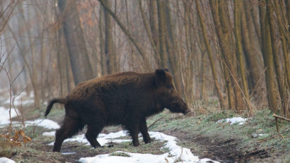 [AUDIO] Alertă cu pestă porcină africană în Valea Almăjului