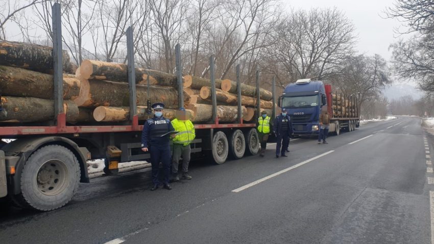 Transportatorii de material lemnos au dat de greu. Garda Forestieră Timişoara este pe urmele lor