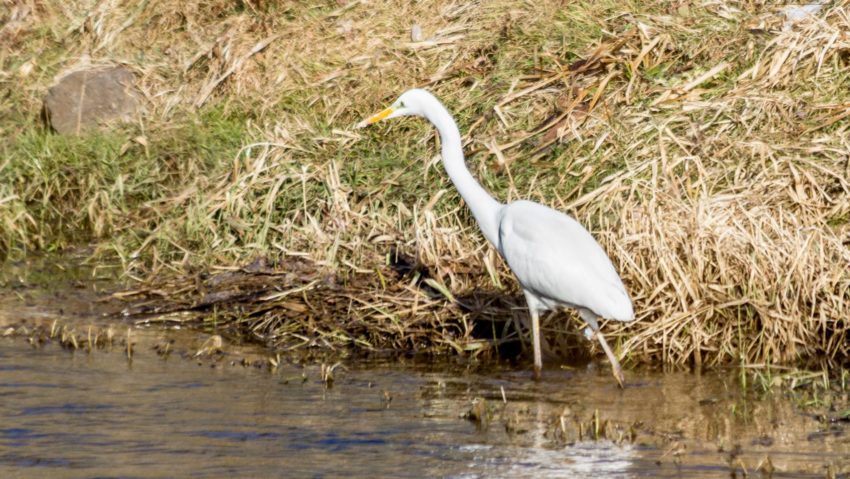 [FOTO-VIDEO] Schimbări geografice în România: Delta se mută în Banat. Cormorani, egrete şi raţe sălbatice pe Bârzava la Reşiţa