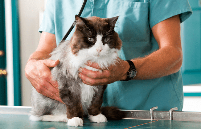 Servicii veterinare gratuite pentru animalele de companie ale refugiaţilor ucraineni