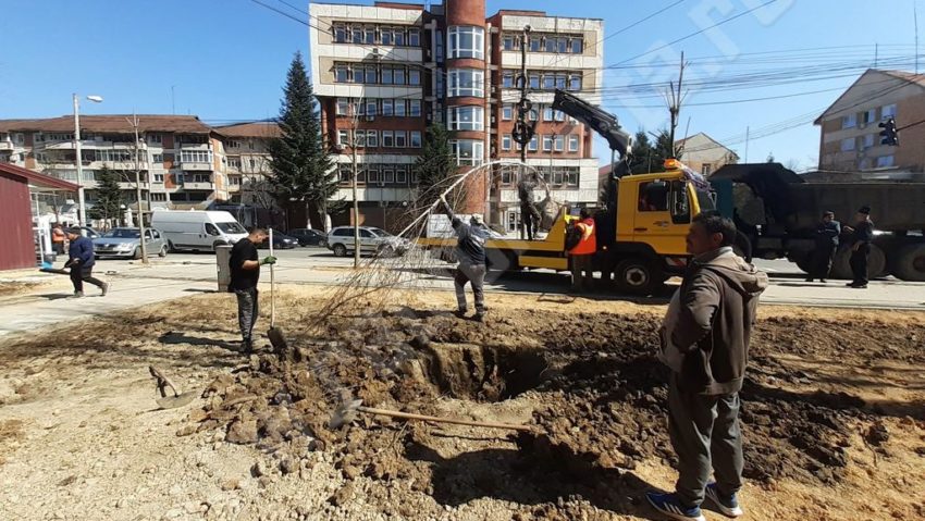 [AUDIO-FOTO] Mestecenii de Cuptoare populează spaţiile verzi din Reşiţa