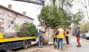 [AUDIO-FOTO] Arborii care s-au uscat din cauza poluării din Reşiţa sunt înlocuiţi cu specii mai rezistente