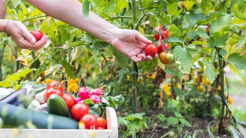 [AUDIO] Programul de susţinere a producţiei de legume în spaţii protejate s-a încheiat! Peste 30 de producători, înscrişi în Caraş-Severin