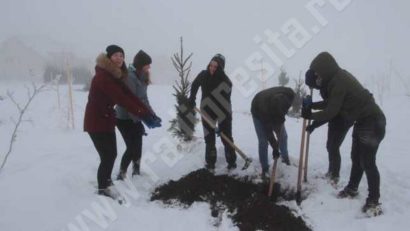 [AUDIO] Zăpada de la munte, împiedică lucrările de împăduriri din zona înaltă a judeţului