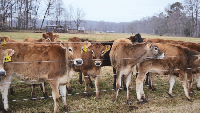 [AUDIO] Vaca de Jersey câştigă teren şi în rândul crescătorilor de bovine din Caraş-Severin