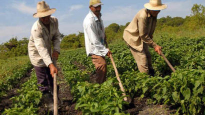 [AUDIO] Lipsă acută de forţă de muncă în agricultura din Caraş-Severin