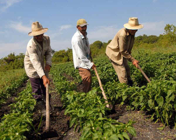 [AUDIO] Lipsă acută de forţă de muncă în agricultura din Caraş-Severin