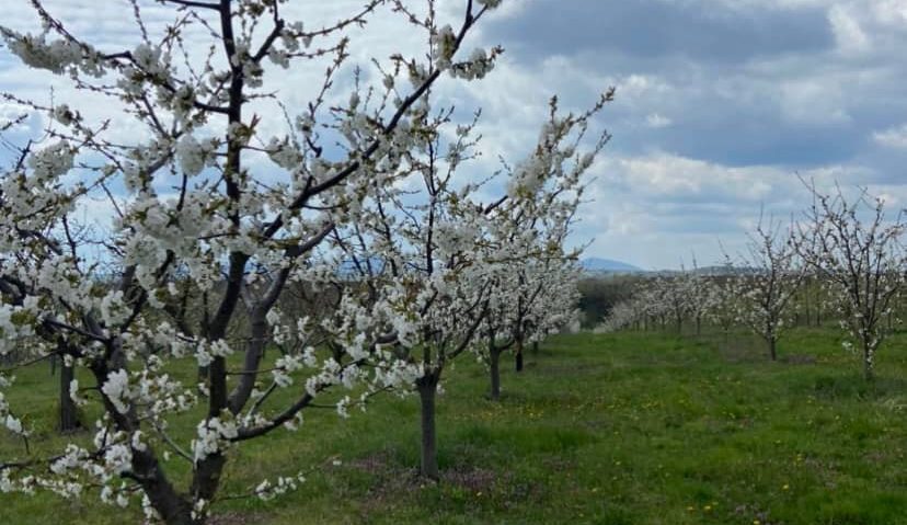 [AUDIO] Seceta din toamna anului trecut afectează cu până la 50% producţia de mere din livezile din Caraş-Severin