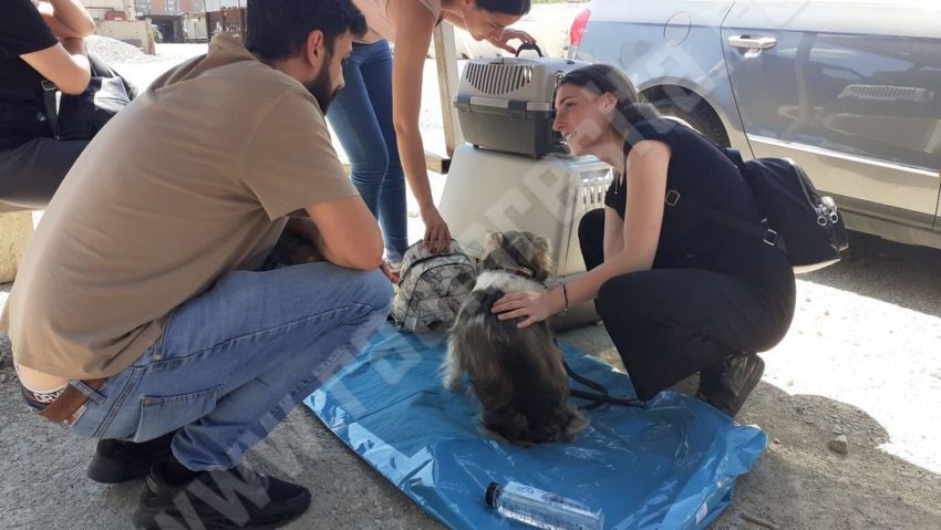 [AUDIO-FOTO] Canicula a încins spiritele între proprietari şi veterinari din prima zi a Campaniei de sterilizare gratuită a animalelor de companie din Reşiţa