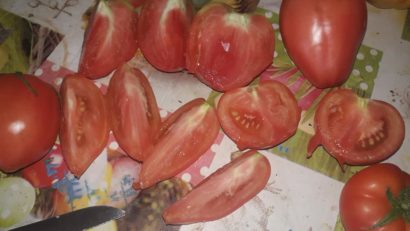 [AUDIO-FOTO] Tomatele de Berzovia pot fi culese direct din seră din acest sfârşit de săptămână