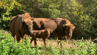 [AUDIO] Zimbrul din Munţii Ţarcu se îndreaptă către Parcurile Naţionale Semenic-Cheile Caraşului şi Domogled-Valea Cernei