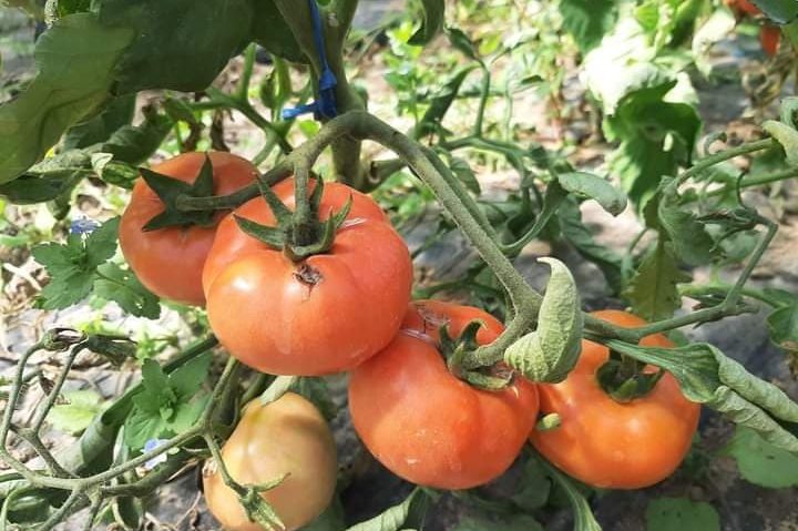 [AUDIO-FOTO]Solarii încărcate de tomate. Primele roşii coapte din Caraş-Severin la legumicultorii din Rusca Teregova