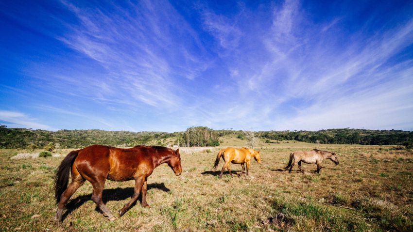 DELTA SĂLBATICĂ: Caii sălbăticiţi – un brand şi o ‘comoară genetică’