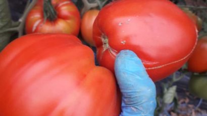 Termenul de valorificare al tomatelor a fost prelungit cu 15 zile