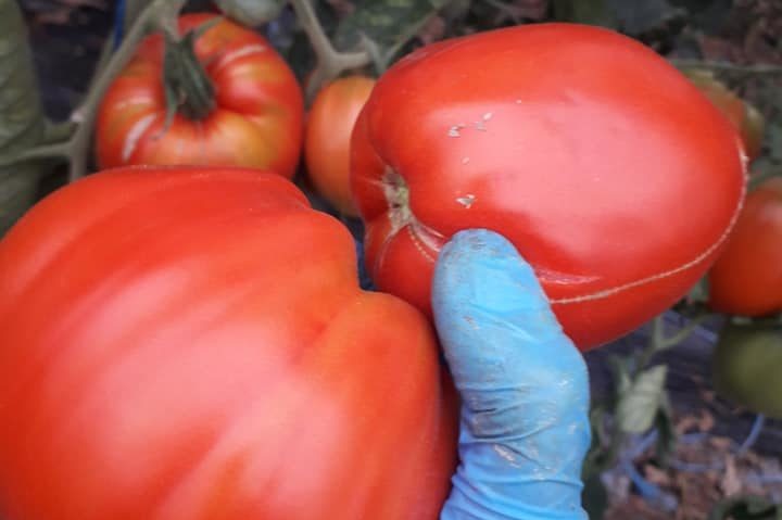 Termenul de valorificare al tomatelor a fost prelungit cu 15 zile