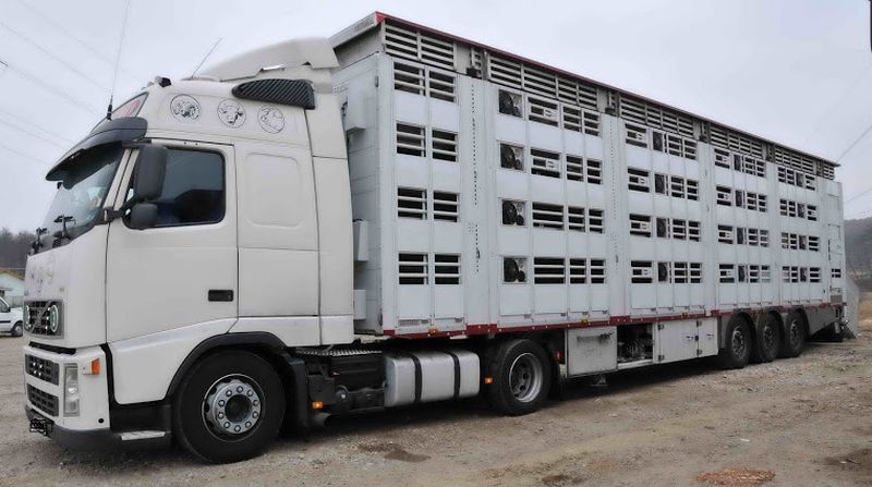 [AUDIO] DSVSA Caraş-Severin atrage atenţia transportatorilor de animale vii asupra măsurilor obligatorii care trebuie respectate pe timp de caniculă