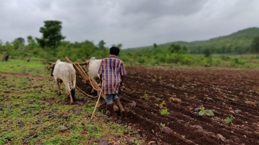 Suprafaţa agricolă afectată de secetă a urcat la 413.145 hectare în 34 de judeţe