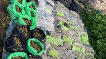 [VIDEO/FOTO] Cultură de cannabis, descoperită în comuna Domaşnea. Doi bărbaţi au fost reţinuţi