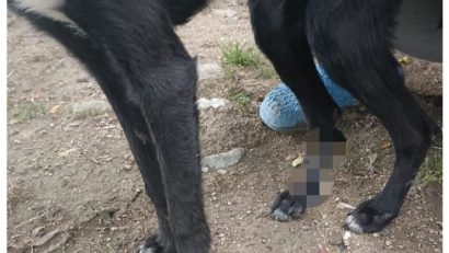 [VIDEO] Câine rănit după ce a fost târât pe carosabil