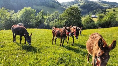 [AUDIO-FOTO] Un om de afaceri din Târnova are un hobby mai aparte: creşte asini pentru agrement