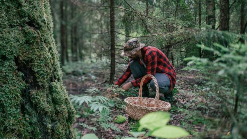 [AUDIO] Culegătorii de fructe de pădure din flora spontană, posibili vectori de propagare a virusului pestei porcine africane