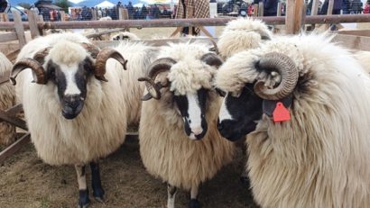 [AUDIO-FOTO] Expoziţie de ovine, în premieră, la staţiunea de cercetare din Caransebeş