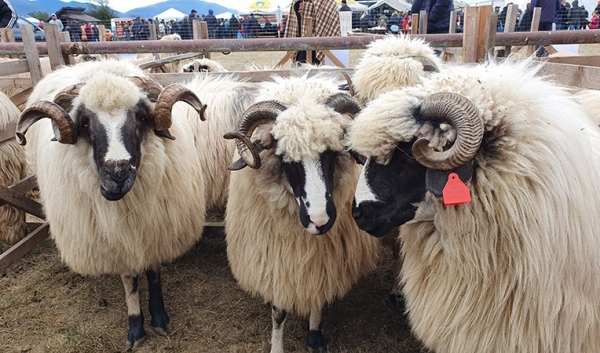 [AUDIO-FOTO] Expoziţie de ovine, în premieră, la staţiunea de cercetare din Caransebeş