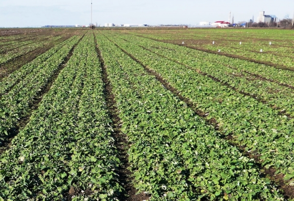 [AUDIO] Temperaturile neobişnuit de ridicate, îngrijorează agricultorii din Caraş-Severin