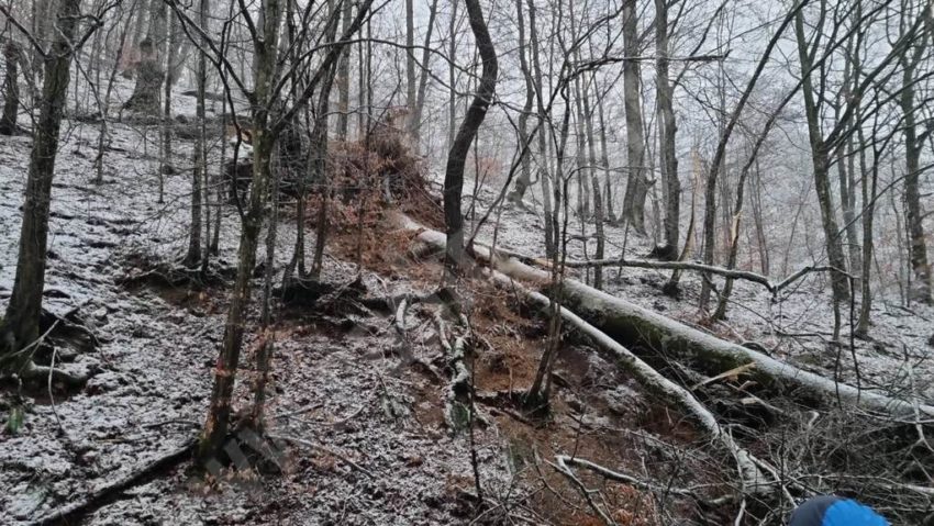 [AUDIO] Direcţia silvică: Arborele ucigaş din Reşiţa, dezrădăcinat din cauza încărcării cu zăpadă