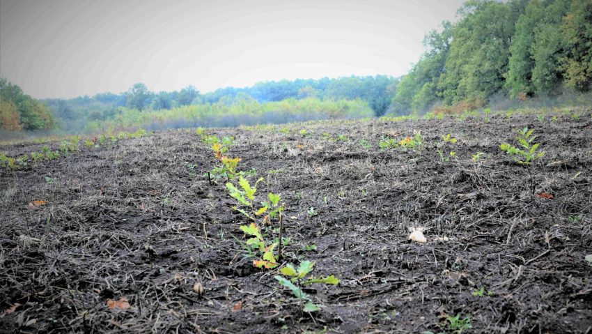 Romsilva va planta 20 de milioane de puieți forestieri și va regenera peste 9 mii de hectare de fond forestier în campania de împăduriri de primăvară