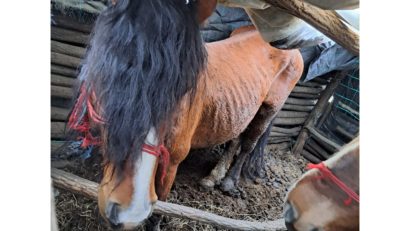 [VIDEO] Zeci de animale neîngrijite, găsite de poliţişti la o stână din Caraş-Severin