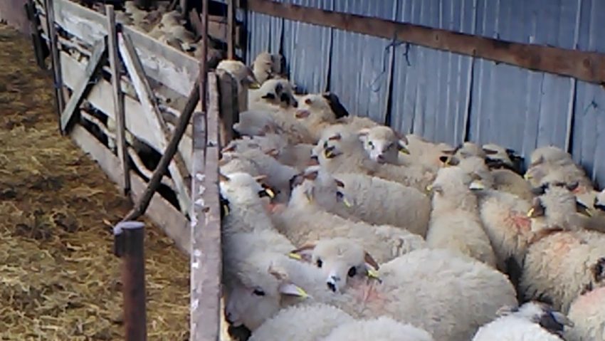 [AUDIO] Crescătorii de ovine din Caraş-Severin sunt dispuşi să dea toţi mieii de Paşti „la TIR”, în loc să îi vândă în pieţe