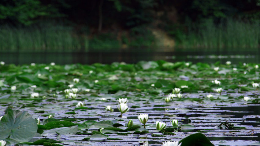 Lacul cu nuferi de la Dognecea ar putea redeveni ce a fost cândva