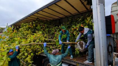 [AUDIO] Arbori ornamentali din Italia vor înverzi parcurile din Reşiţa