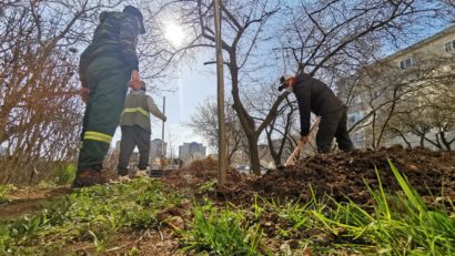 [AUDIO] Arbori valoroşi în parcurile şi zonele verzi din Reşiţa