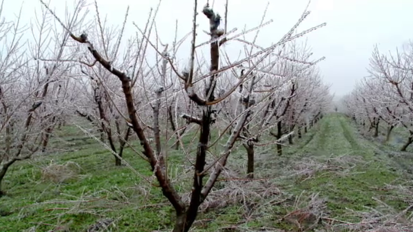 Producţia de fructe din Caraş-Severin, grav afectată anul acesta de variaţiile de temperatură din această perioadă