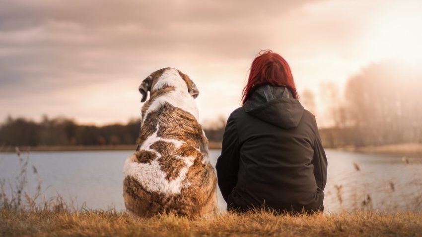 Măsurile de flexibilitate privind circulaţia necomercială a animalelor de companie din Ucraina vor înceta din 1 mai