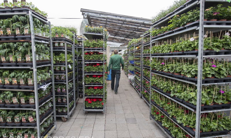 Plante perene din Olanda vor înlocui, la Reşiţa, gazonul dintre liniile de tramvai din Lunca Bârzavei