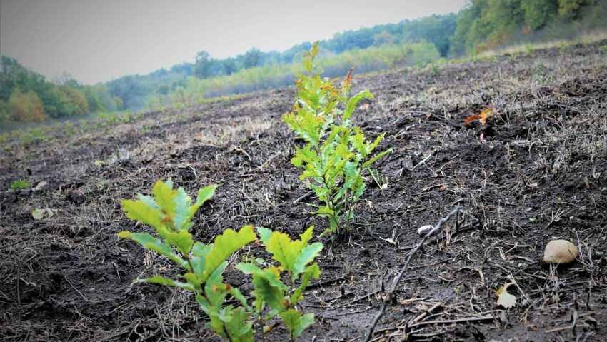 Romsilva a plantat aproape 20 de milioane de puieți forestieri în campania de împăduriri din primăvara acestui an