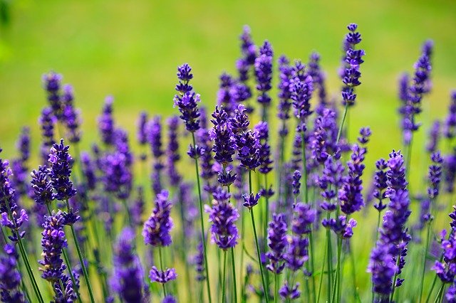 Lavanda înflorită îşi aşteaptă admiratorii în grădinile din Sălbăgel