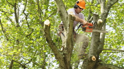 În Arad, primăria toaletează cu prioritate arborii cu risc ridicat de cădere