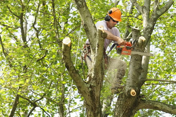 În Arad, primăria toaletează cu prioritate arborii cu risc ridicat de cădere