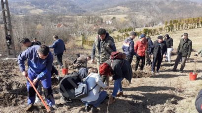 În Caraş-Severin planul la plantări pe tot anul a fost realizat în primele 6 luni