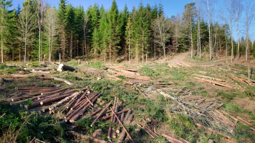 Caraş-Severin: Mii de hectare de pădure, distruse de vânt, în urma fenomenelor meteo extreme