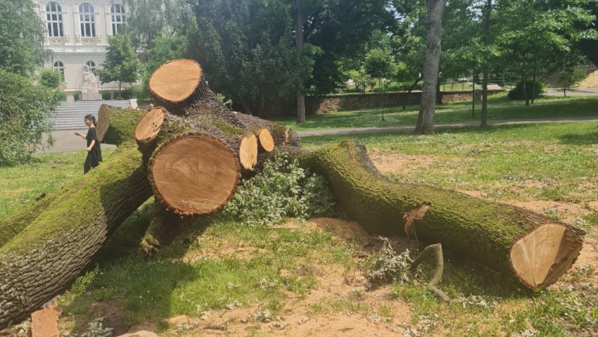 Arad: Procurorii fac cercetări după tăierea unor arbori din centrul municipiului