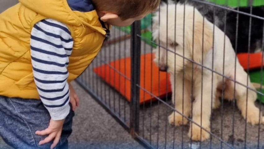 La Timişoara are loc în acest weekend târgul de adopţii de câini fără stăpân „Şi mie îmi stă bine în lesă! Ia-mă acasă”