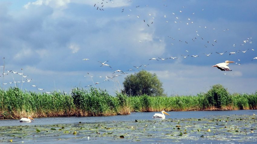 Ziua Rezervației Biosferei Delta Dunării