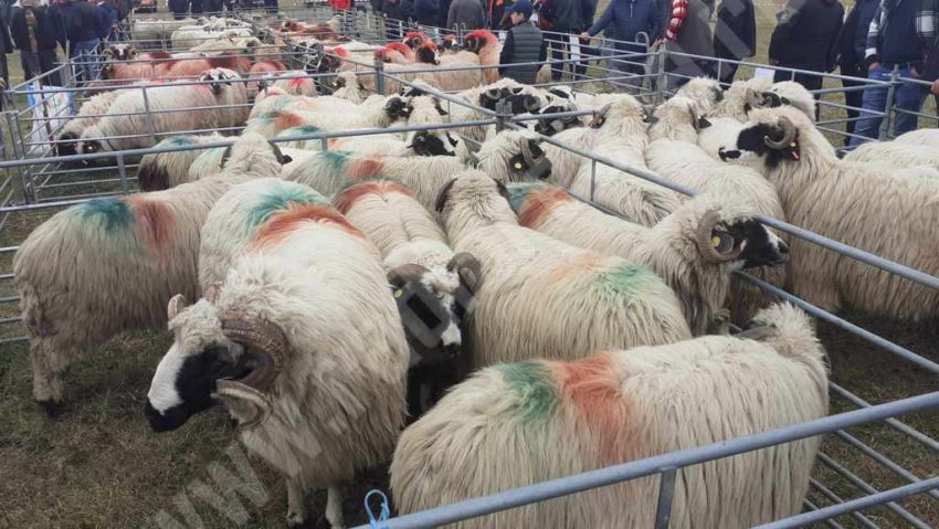 Expoziţia de ovine de la Caransebeş, ajunsă la cea de-a doua ediţie a întrunit zeci de crescători de animale, fermieri, agricultori şi meşteşugari